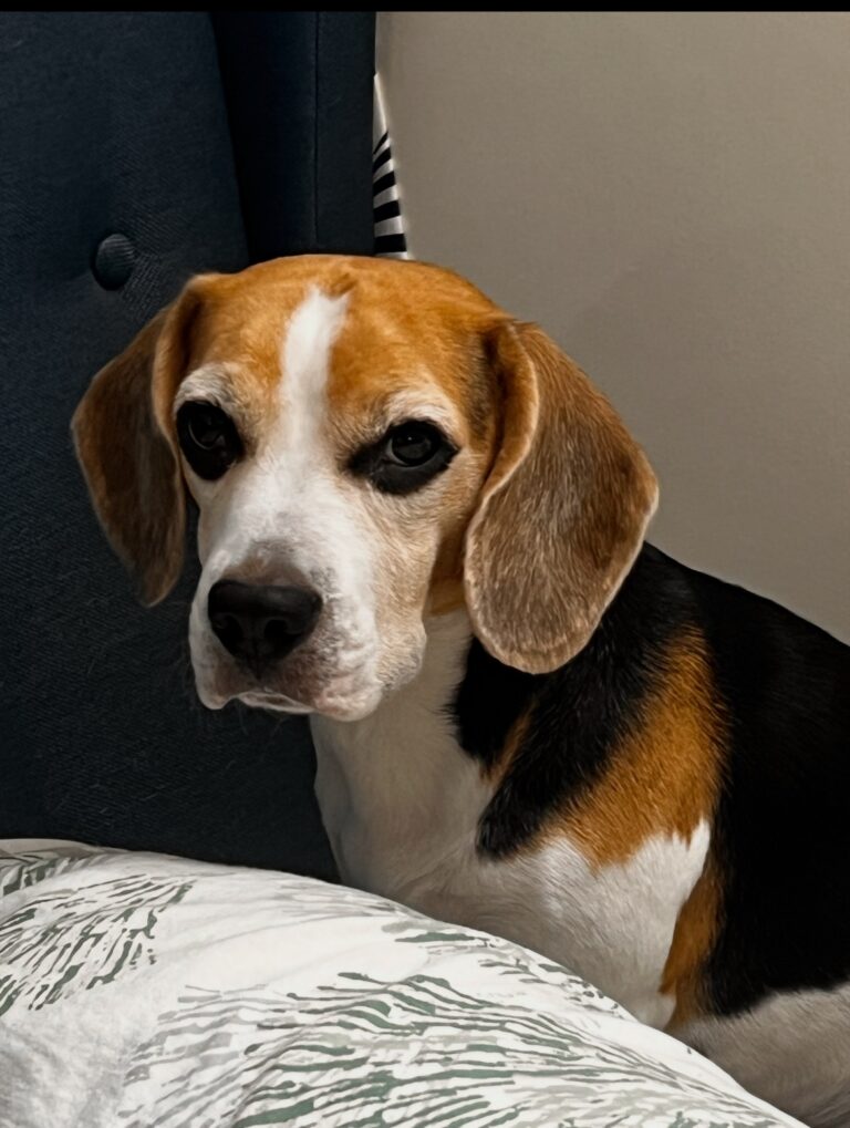 Googly, My Therapist with a Tail